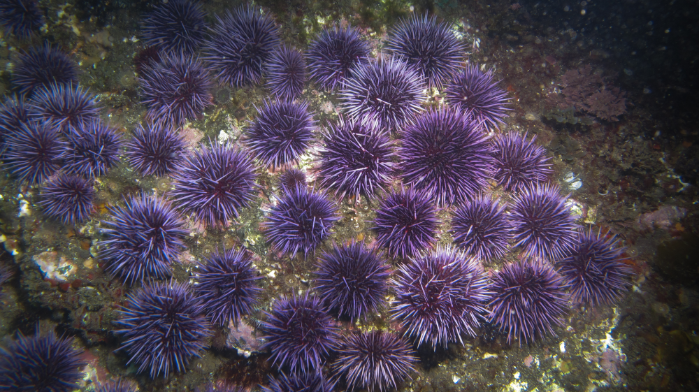 lots of spiky purple sea urchins gathered on a rock underwater lots of spiky purple sea urchins gathered on a rock underwater